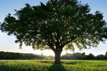 У Римі висадять дерев пропорційно до кількості народжених дітей