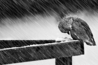 Якою буде погода у Луцьку в понеділок, 20 листопада