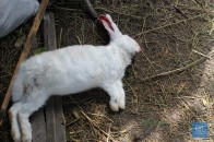 У селі на Волині невідома істота душить свійських тварин (Відео)