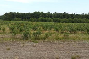 На Волині жителі села скаржаться на підприємство, яке засмічує ліс