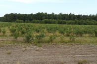 На Волині жителі села скаржаться на підприємство, яке засмічує ліс