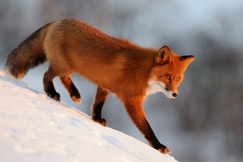 Поблизу Луцька гуляє смілива лисиця ( Відео)