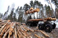 Засудили волинянина, що незаконно вирубував ліс