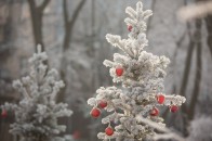 Якою буде погода з 23 грудня по 1 січня