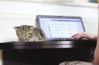 У львівські кафе та музеї на роботу запрошують котів