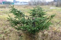На Волині вкрали ялинки, висаджені біля церкви