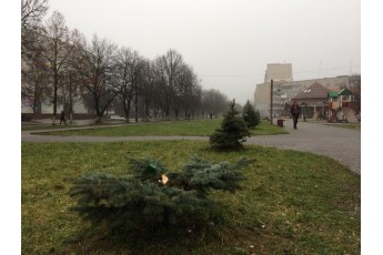 У Луцьку зрубали та вкрали ялинку