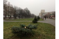 У Луцьку зрубали та вкрали ялинку