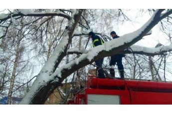 Чоловік, який рятував кота, сам застряг на дереві у Запоріжжі