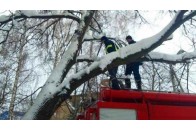 Чоловік, який рятував кота, сам застряг на дереві у Запоріжжі