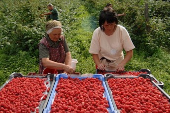 Експорт української малини до ЄС збільшився у 52 рази