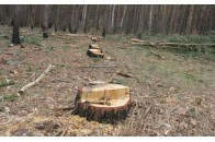 Нелегальний бізнес на мільйони: куди везуть волинські дуби?