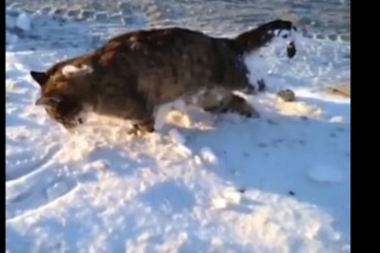 Через люті морози в Казахстані тварини замерзають на ходу