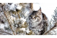 Якою буде погода у суботу, 10 лютого