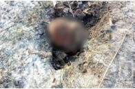 Страшна знахідка: в Кривому Розі пес відкопав тіло дитини (Фото 18+)