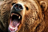 Хлопець з дівчиною в Карпатах три доби ховалися від ведмедя (Відео)