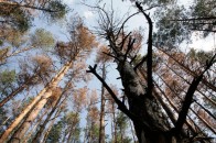 У волинських лісах масово всихають сосни