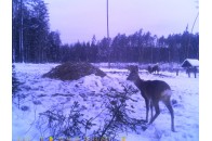 На Волині за дикими тваринами можна буде слідкувати онлайн