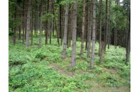 На Волині розпустити тимчасову комісію лісової галузі