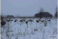 На Волині від голодної смерті рятують більше 50 лелек