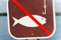Нерест 2018: яку рибу і де можна ловити?