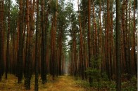 Волинянина, який пішов до лісу по дрова, вбило дерево