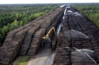 Депутати проголосували за мораторій на вирубку карпатських лісів