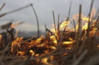 Волинські лісівники просять не палити сухої трави