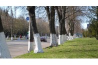 У Івано-Франківську штрафуватимуть за побілку бордюрів та стовпів