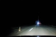На Волині автомобіль врізався у групу косуль