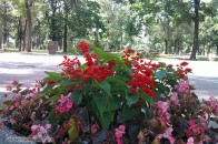 У ВР зареєстрували законопроект, який дозволить біопоховання в парках і скверах