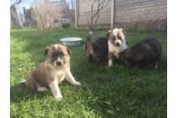 У Луцьку шукають власників для 4 врятованих песиків