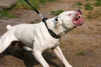Власників собак, що нападають на людей, пропонують штрафувати на 1000 гривень