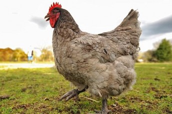 На виборах до Торчинської ОТГ виборців підкуповують курчатами та комбікормом