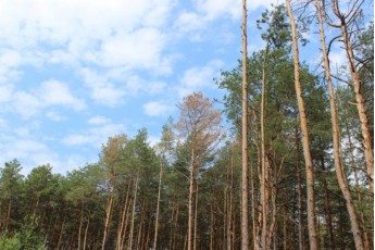На Волині 8% лісів уражені шкідниками