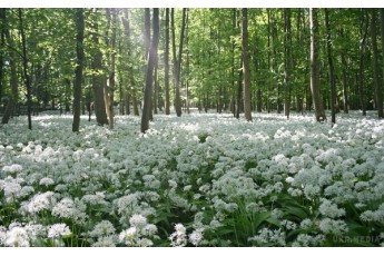 Якою буде погода на травневі свята в Україні