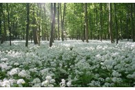 Якою буде погода на травневі свята в Україні