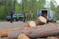 Цінні волинські дуби незаконно вивозять позашляховиками