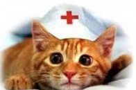 Чи можуть коти лікувати людей