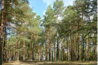 Через нашестя короїдів Волинь може залишитися без лісів (відео)