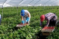 Хто в Польщі постраждає через жорсткі умови в’їзду для українців