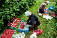 Чому українці масово відмовляються їхати на заробітки в Польщу