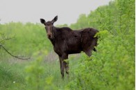 На Волині насмерть збили червонокнижного лося (ФОТО 18+)