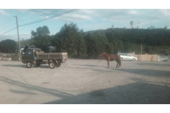 Колишній лісничий прив'язав коня до автомобіля та совав по асфальту (фото 18+)