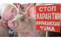Зафіксовано ще чотири випадки АЧС в Україні