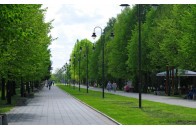 Лучани скаржаться на агресивні зграї собак у центральному парку