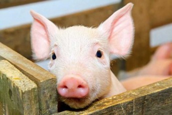 Забезпеченість України власною свининою впала до 40%