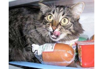 Кіт ласував ковбасою з прилавка у Київському супермаркеті