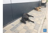 На Волині собаки пошматували ногу жінці