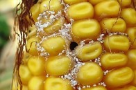 На Волині може постраждати врожай кукурудзи
